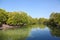 Beautiful mangrove forest