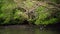 a beautiful mangrove forest from a bird\'s-eye view, 4k footage, a breathtaking view of these habitats, demonstrating