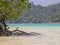 Beautiful mangrove tree on the beach.