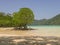 Beautiful mangrove tree on the beach.