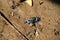 Beautiful of Mangrove wildlife,Blue Fiddler Crab in a mangrove forest on muddy ground