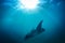 Beautiful Manta Ray flying underwater in sunlight in the blue sea