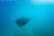 Beautiful Manta Ray flying underwater in sunlight in the blue sea