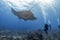 Beautiful Manta Ray underwater with scuba divers