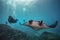 Beautiful Manta Ray underwater with scuba divers