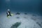 Beautiful Manta Ray underwater with scuba divers