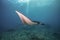 Beautiful Manta Ray underwater with scuba divers