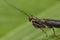 Beautiful mantis with green background