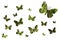 Beautiful many silhouette butterfly with forest green background isolated