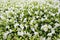 Beautiful many White Colors of Small Flowers in Outdoor Garden for Background