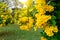 Beautiful Many Yellow tecoma stans flower background