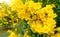 Beautiful Many Yellow tecoma stans flower background