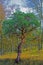 Beautiful Manzanita Tree