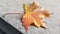 Beautiful maple leaf atop rough textured cement surface