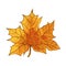 Beautiful maple leaf, shrubby plants, symbol of autumn, a culture.