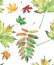 Beautiful maple leaves pattern watercolor
