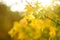 Beautiful maple leaves on a tree branch on bright autumn day