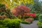 Beautiful maple trees in autumn garden