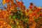 Beautiful maple with yellow, orange, red and green leaves â€“ a detailed autumn photo of a tree on the background of a blue sky
