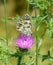 Beautiful marbled white butterfly on a pink flower