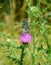 Beautiful marbled white butterfly sitting on a pink thistle