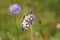 Beautiful marbled white, Melanargia galathea butterfly