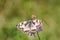 Beautiful marbled white, Melanargia galathea butterfly