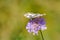 Beautiful marbled white, Melanargia galathea butterfly