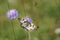 Beautiful marbled white, Melanargia galathea butterfly