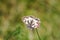 Beautiful marbled white, Melanargia galathea butterfly