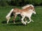 Beautiful Mare and Foal