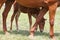 Beautiful mare and foal grazing together on summer meadow of flowers