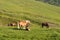 Beautiful mare with foal on pasture