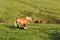 Beautiful mare with foal on pasture