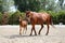 Beautiful mare and foal running together on sandy dressage ground at animal farm