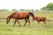 Beautiful mare and foal running together on summer meadow of flowers