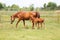Beautiful mare and foal running together on summer meadow of flowers