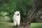 Beautiful maremma sheepdog. Big white fluffy dog breed maremmano abruzzese shepherd standing on the tree in summer