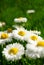 Beautiful Marguerite Daisies in Grass