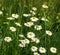 Beautiful marguerite flowers