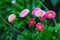 Beautiful marguerite flowers