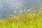 Beautiful marguerites and other wildflowers on bank of Alps lake