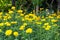 Beautiful marigold blooming Yellow flower in the garden