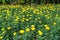 Beautiful marigold blooming Yellow flower in the garden