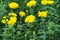 Beautiful marigold blooming Yellow flower in the garden