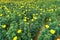 Beautiful marigold blooming Yellow flower in the garden