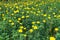 Beautiful marigold blooming Yellow flower in the garden