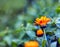 Beautiful marigold (Calendula) in close up