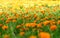 Beautiful Marigold flower plant in the park nature abstract style