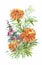 Beautiful Marigold Flower on white background. Watercolor